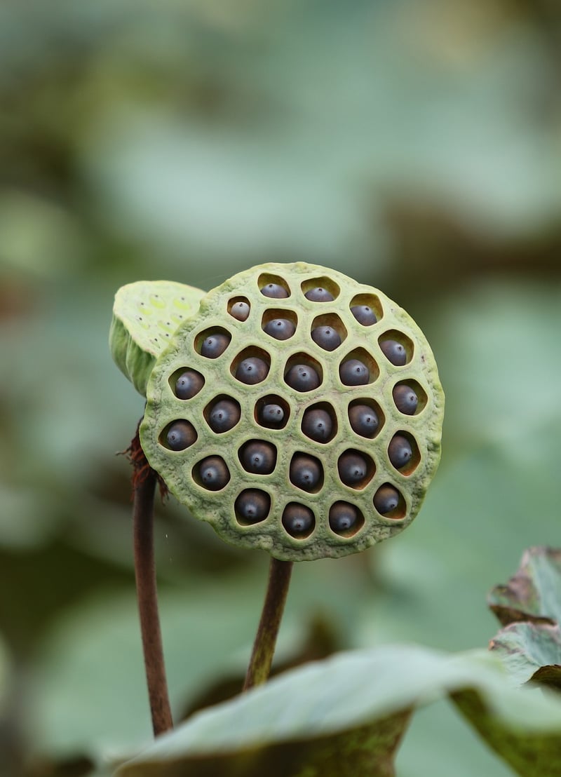 Sustainable Pods
